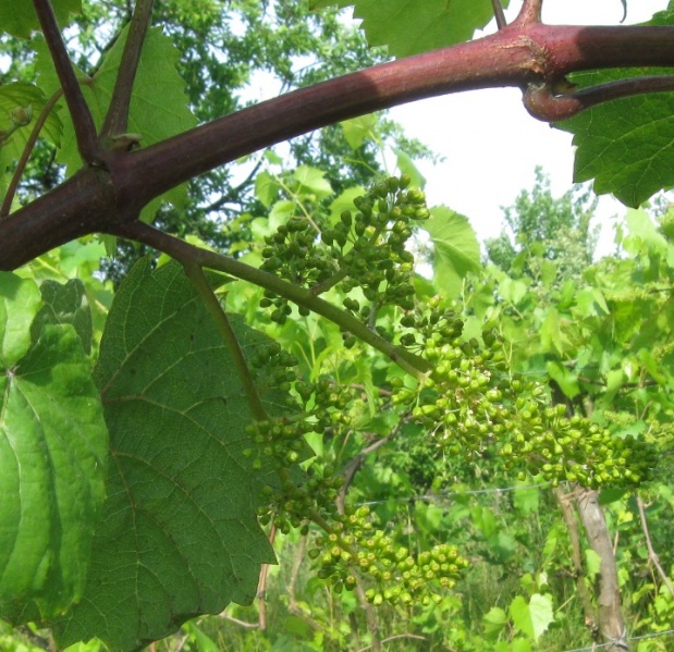 Plik:Roesler-kw.jpg