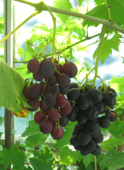 Plik:30072018 Czekol.jpg