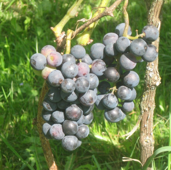 Plik:23082023 Dorsa.JPG