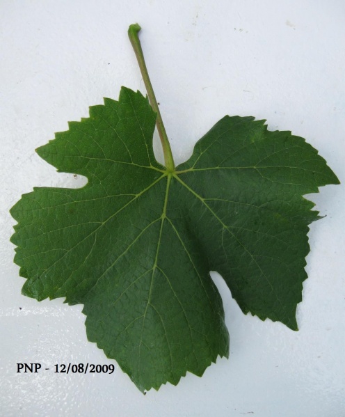 Plik:PNP-L1.jpg