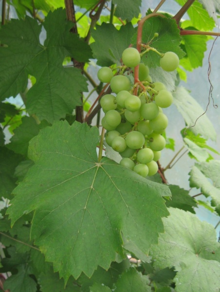 Plik:01072018 Perła.JPG