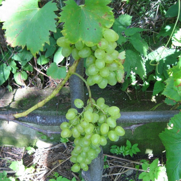 Plik:Lilla-grona.jpg