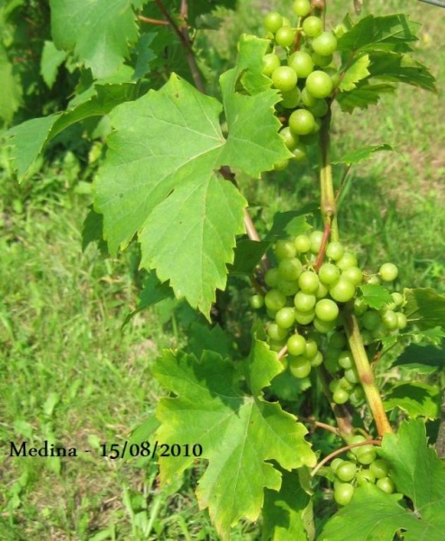Plik:Medina-gr1.jpg