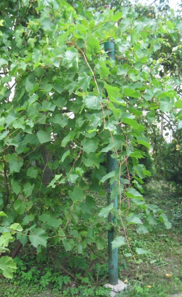 Plik:15082019-VC-krz.JPG
