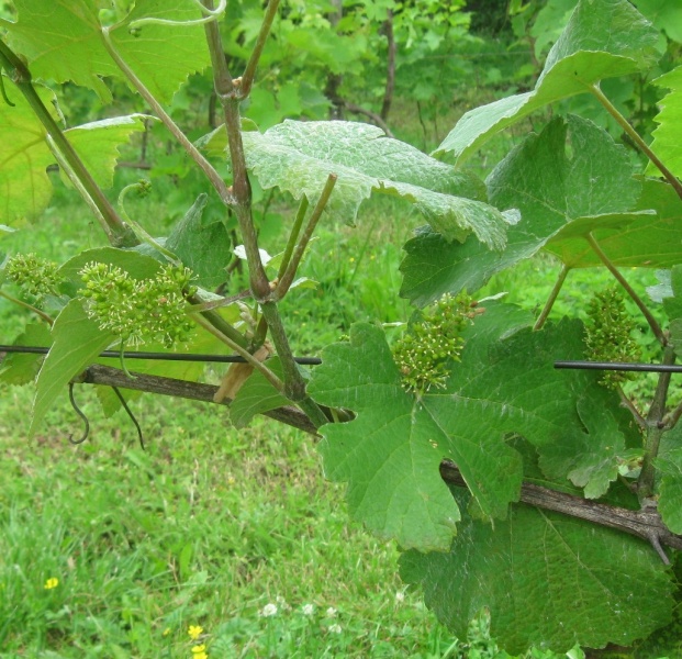 Plik:29062020 PW.JPG