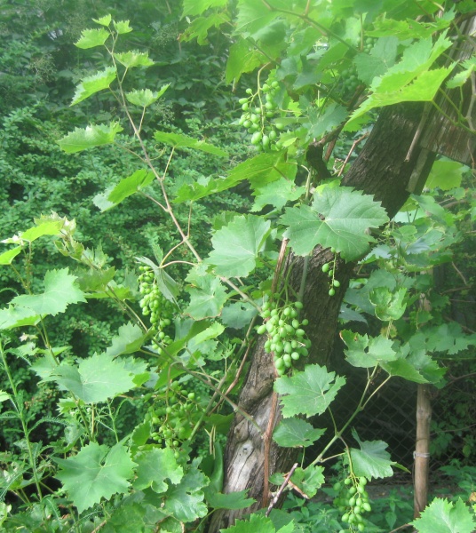 Plik:24072023 Terez krzew.JPG