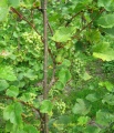 Miniatura wersji z 13:35, 16 sie 2010