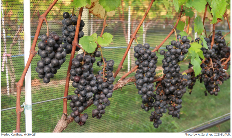 Plik:Merlot Kanthus.png