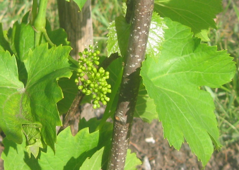 Plik:Chardonel 22062023.JPG