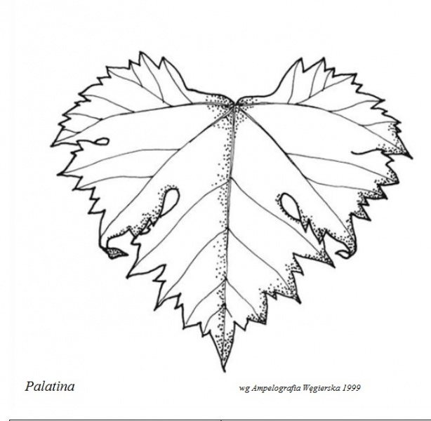 Plik:Palatina - profil liścia.jpg
