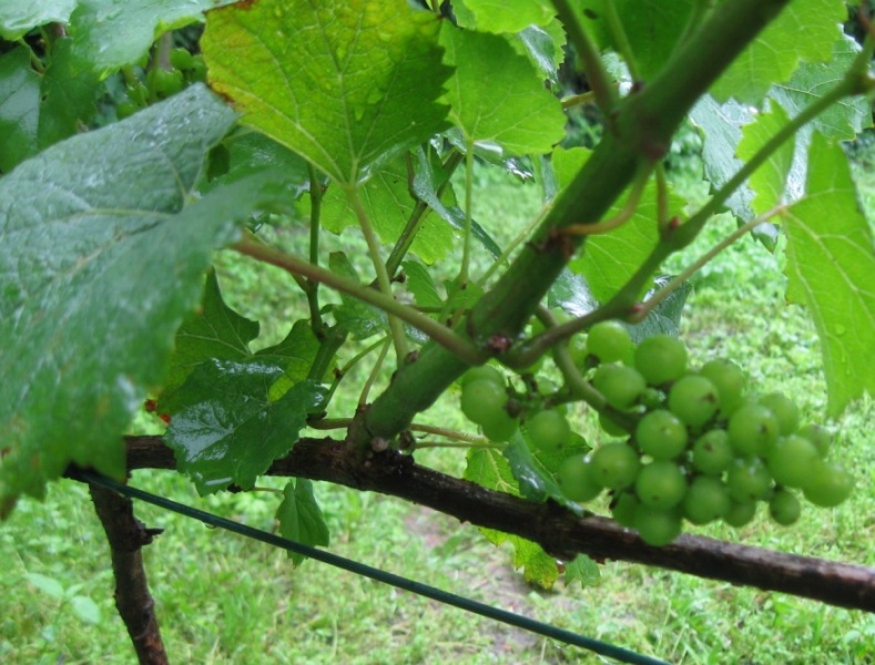 Plik:Chardonay-gr1.jpg