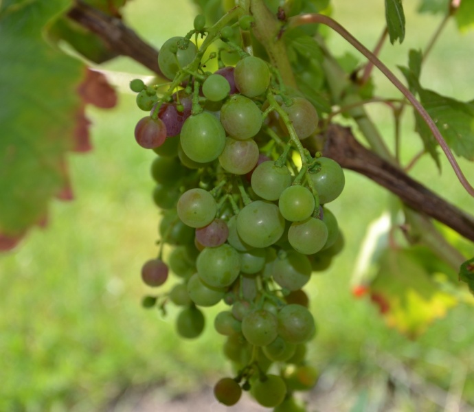 Plik:Czekoladowa Veraison 1200.JPG