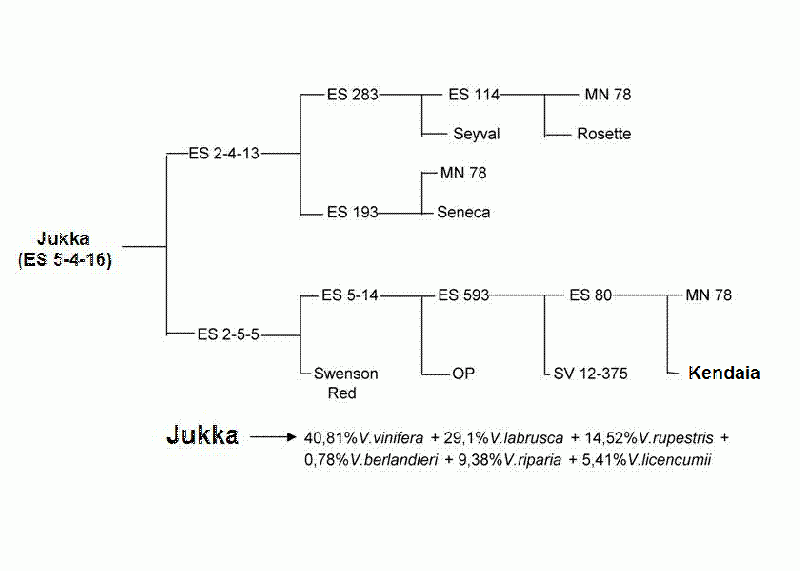 Plik:Jukka-drz.gif